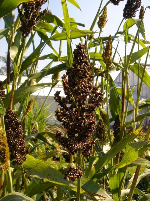 Sorghum nigrum